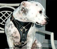 Walking dog harness - handmade leather dog harness for Amstaff