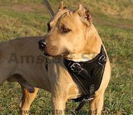 Agitation Leather Dog Harness for American Staffordshire Terrier