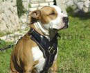 Leather dog harness,walking dog harness,training dog harness,tracking dog harness