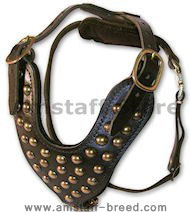 Studded leather dog harness for American Staffordshire Terrier