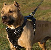 Amstaff Dog Harnesses