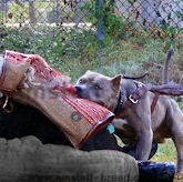 Dog protection sleeves