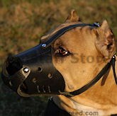 Amstaff Dog Muzzles