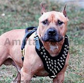 Leather spiked dog harness for Amstaff- American Staffordshire Terrier spiked harness