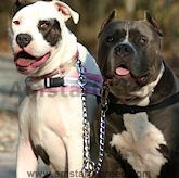 Dog Leashes,leather dog leashes, coupler dog leash, dog leads, nylon dog leahes, dog training leashes
