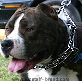 prong dog collars, dog training collars, pinch collars, herm sprenger dog collars
