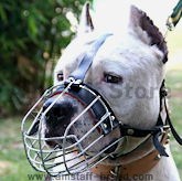 amstaff wire dog muzzle-American Staffordshire Terrier muzzle 