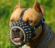 Studs Leather Dog Muzzle for American Staffordshire Terrier