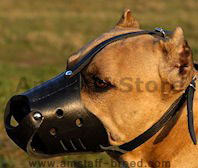 Everyday Amstaff Leather dog muzzle
