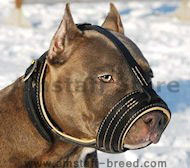 Amstaff padded leather dog muzzle- pitbull padded muzzle M88
