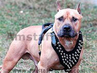 Amstaff Dog Harnesses