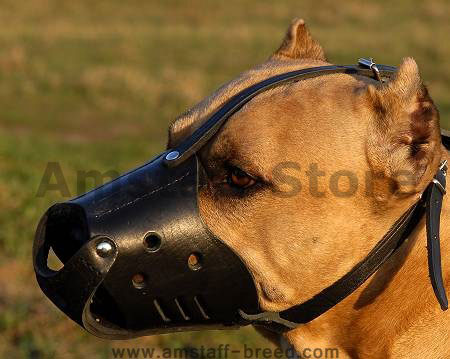 Everyday  Leather dog muzzle  for Amstaff