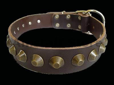 Gorgeous Wide Leather Dog Collar - Brown  for Amstaff dog