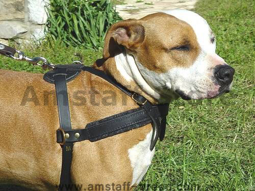 Amstaff harness