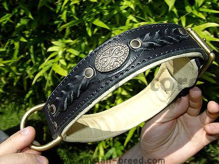 Royal Nappa Padded Hand Made Leather Dog Collar  for Amstaff dog