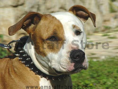 Leather Spiked Dog Collar 2 Rows of spikes for Amstaff