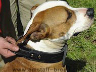 2 ply leather agitation dog collar with handle- for dog training