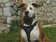 Walking dog harness for Amstaff-handmade leather dog harness Walking dog harness for Amstaff-handmade leather dog harness