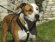 Luxury handcrafted leather dog harness