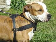 Pulling / Agitation Leather Dog Harness for Amstaff