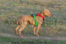 dog harness