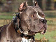 Gorgeous War Dog Leather Dog Collar - Like in the movies Gorgeous War Dog Leather Dog Collar - Like in the movies