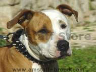 Amstaff Black or Brown S33Amstaff - Leather Spiked Dog Collar