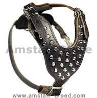 Amstaff Studded Leather Dog Harness with Pyramids