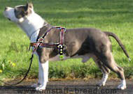 Amstaff Pulling dog Harness for american staffordshire terrier