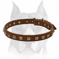 Viper Biothane Collar with Brass Hardware [V7001-1] : Amstaff dog harness,  Amstaff dog muzzle, Amstaff dog collar , dog leash, Amstaff