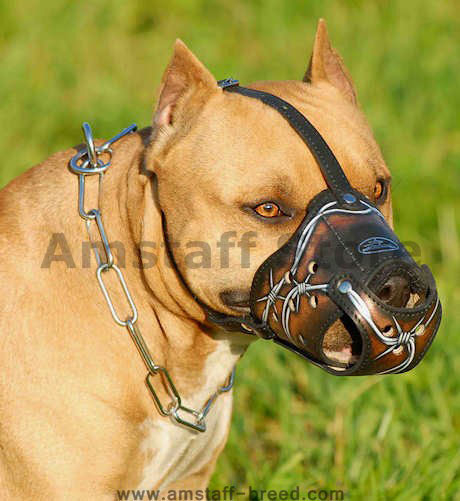 dog muzzle staffy