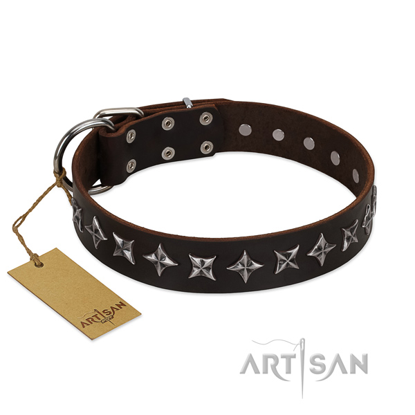 Walking dog collar of fine quality full grain genuine leather with studs