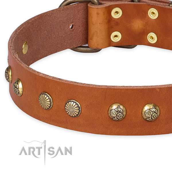 Full grain leather collar with corrosion proof fittings for your beautiful doggie