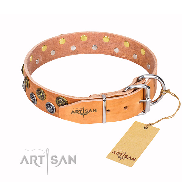 Daily walking studded dog collar of quality full grain genuine leather