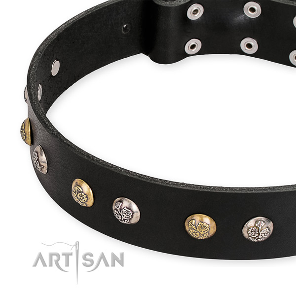 Full grain natural leather dog collar with amazing corrosion resistant studs