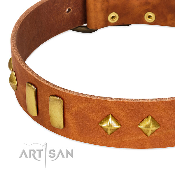 Daily use full grain genuine leather dog collar with stylish design embellishments