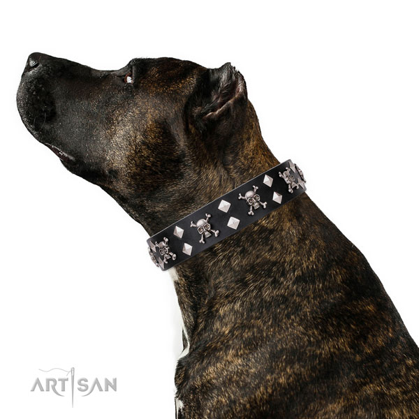 Everyday walking embellished dog collar of top quality leather