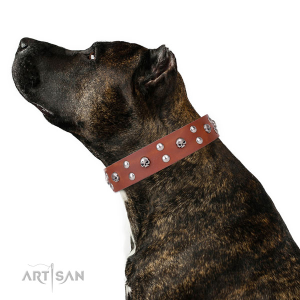Walking studded dog collar of best quality natural leather