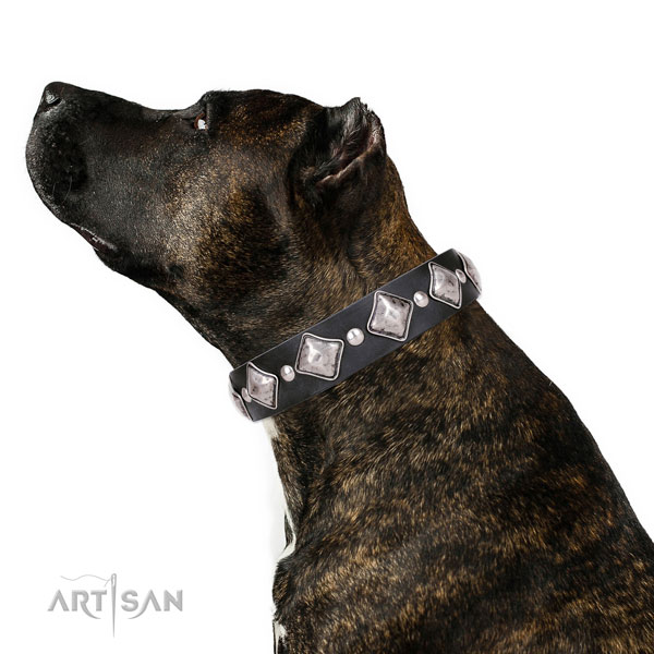 Walking decorated dog collar of fine quality leather