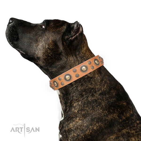 Basic training decorated dog collar of best quality material