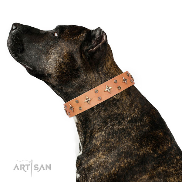 Daily use adorned dog collar of fine quality material