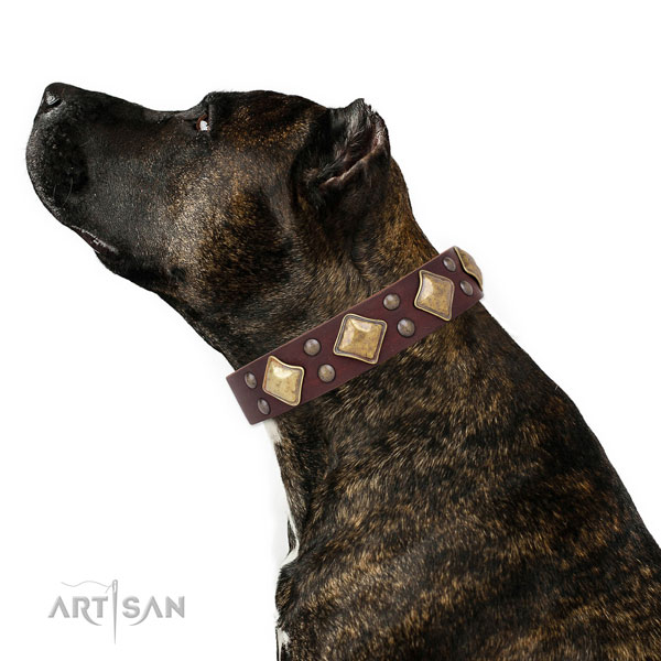Fancy walking adorned dog collar made of durable genuine leather