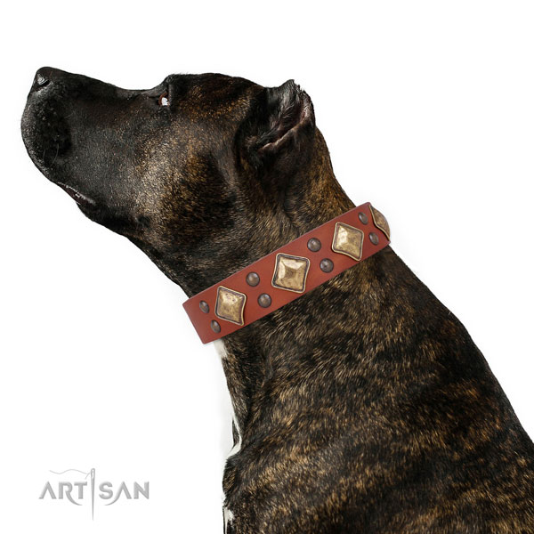 Walking embellished dog collar made of durable leather