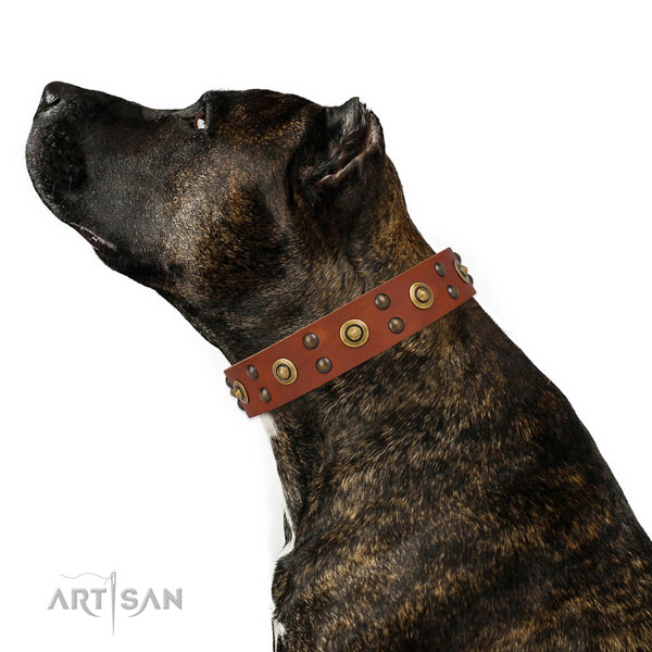 Basic training dog collar with incredible adornments