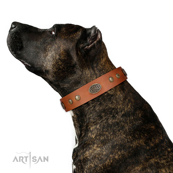 Reliable buckle on leather dog collar for stylish walking