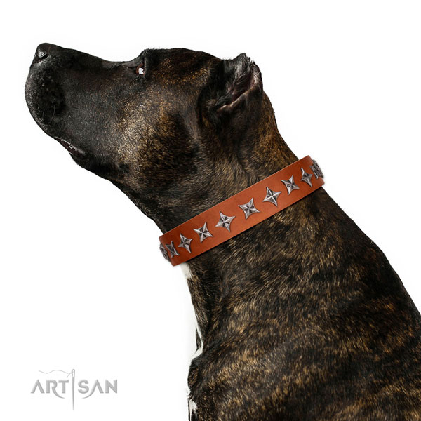 Finest quality genuine leather dog collar with top notch adornments