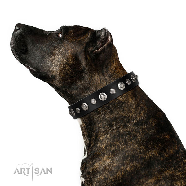 Reliable leather dog collar with incredible decorations