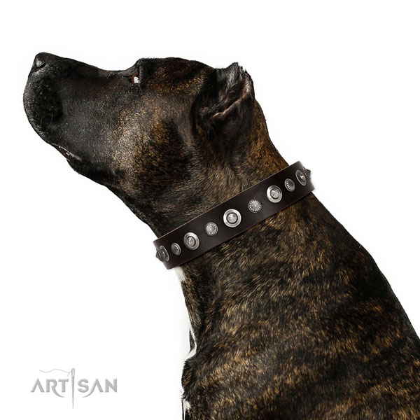 Finest quality genuine leather dog collar with fashionable decorations