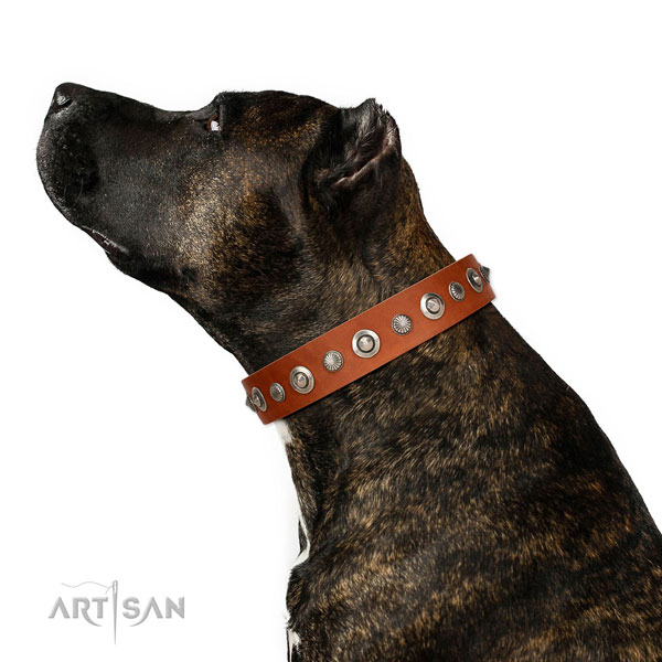 Finest quality full grain natural leather dog collar with fashionable adornments