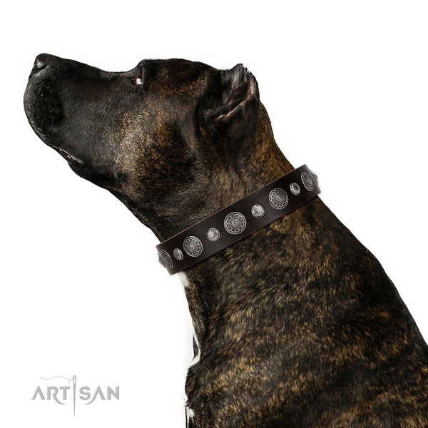 Handmade full grain leather dog collar with rust resistant fittings